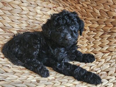 F1b micro mini Goldendoodle puppy, Golden doodle