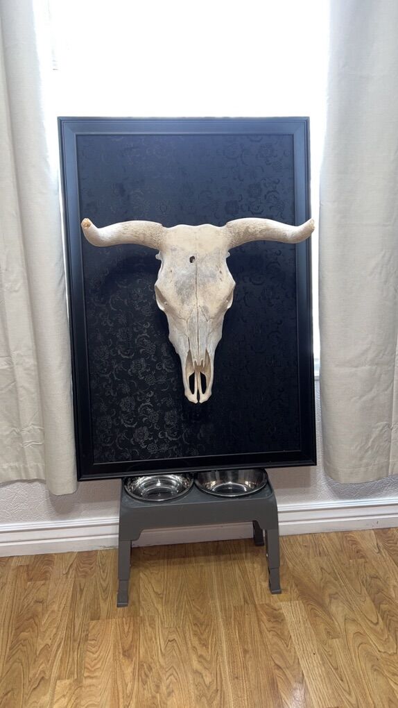 Bull Skull Art