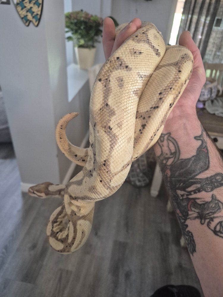 Banana Ball Python