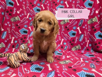 AKC Full Reg Golden Retrievers!