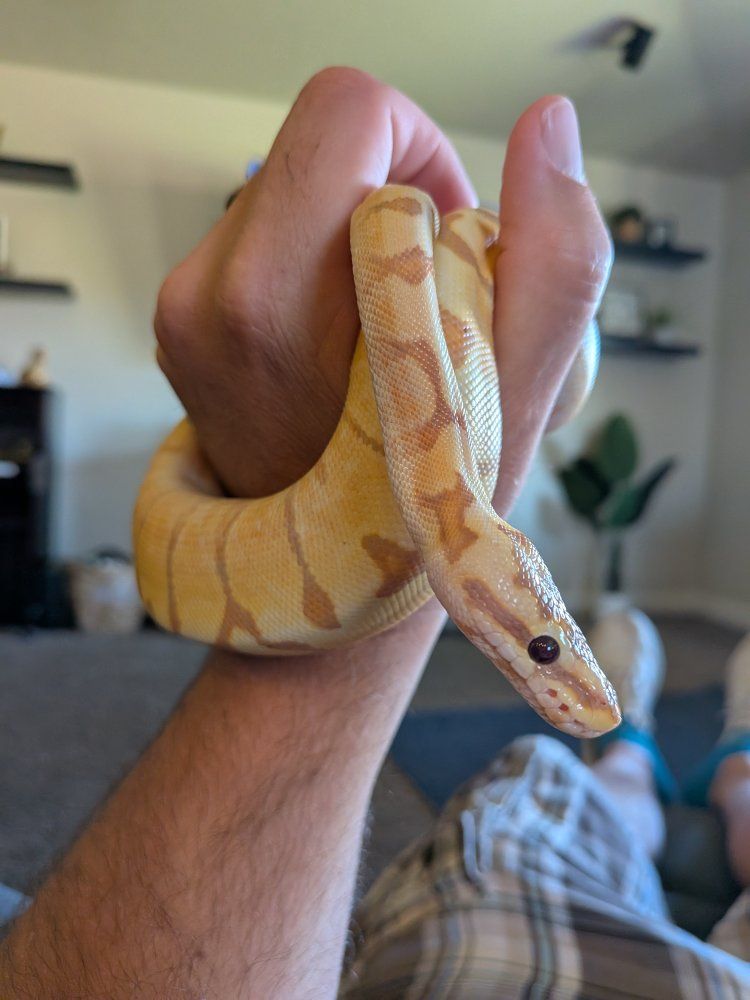 Ball python (M) banana, enchi, woma morph