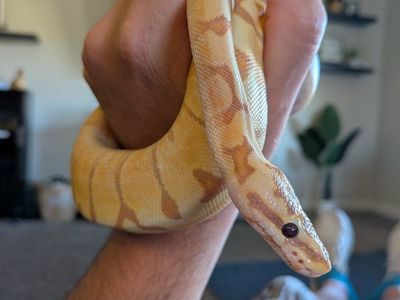 Ball python (M) banana, enchi, woma morph