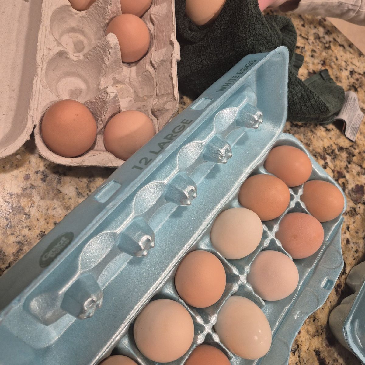 fresh free range eggs!