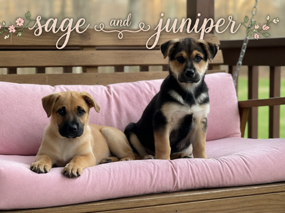 German Shepherd/Dalmatian Mix Puppies