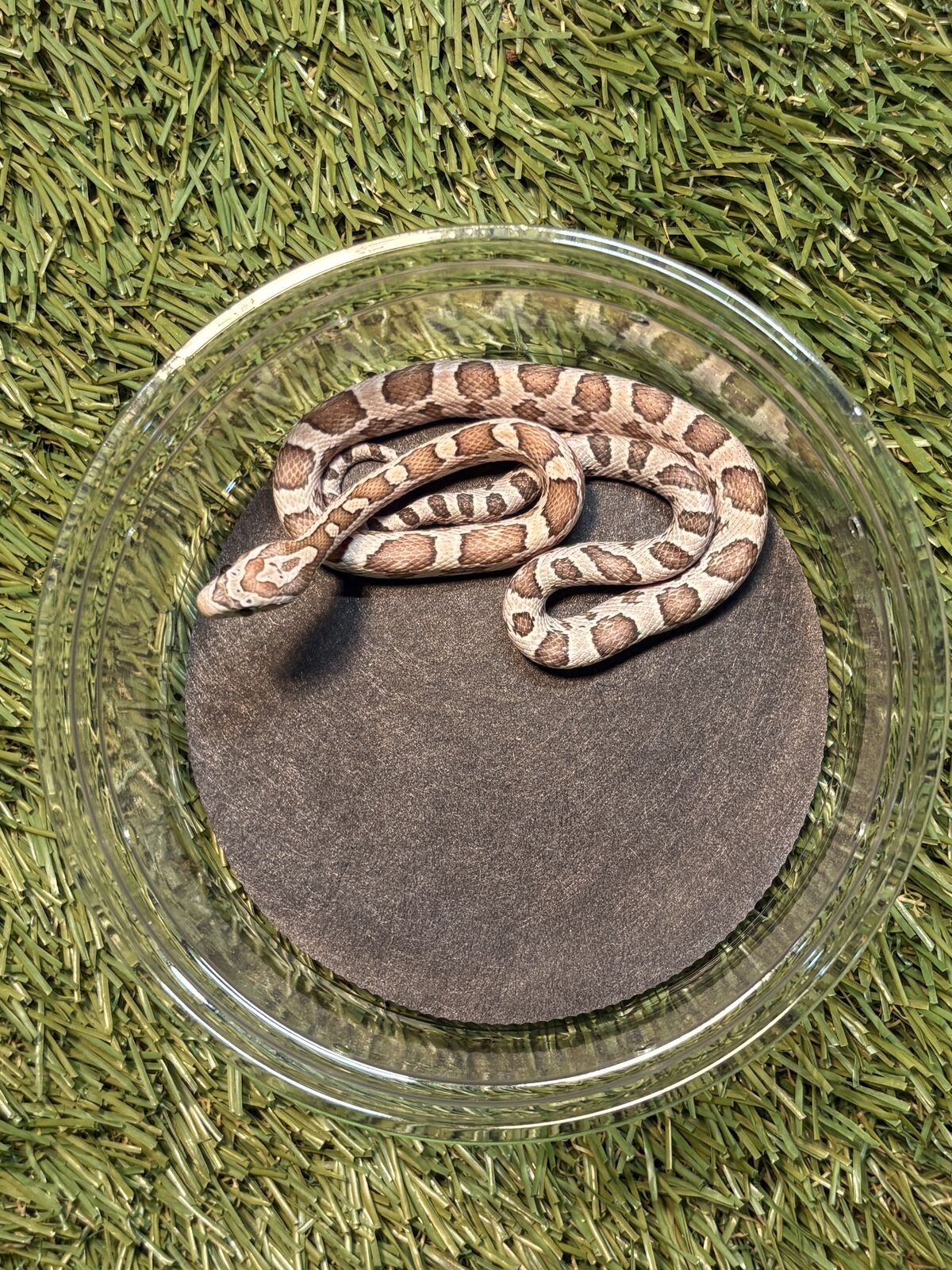 1.1 Coral Ghost Corn Snakes