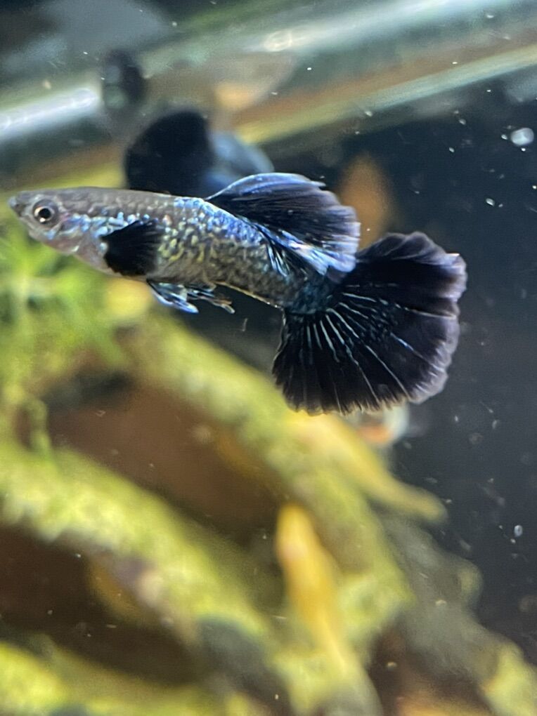 Female Blue Dragon Guppies