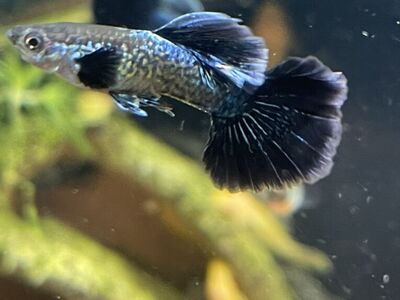 Female Blue Dragon Guppies