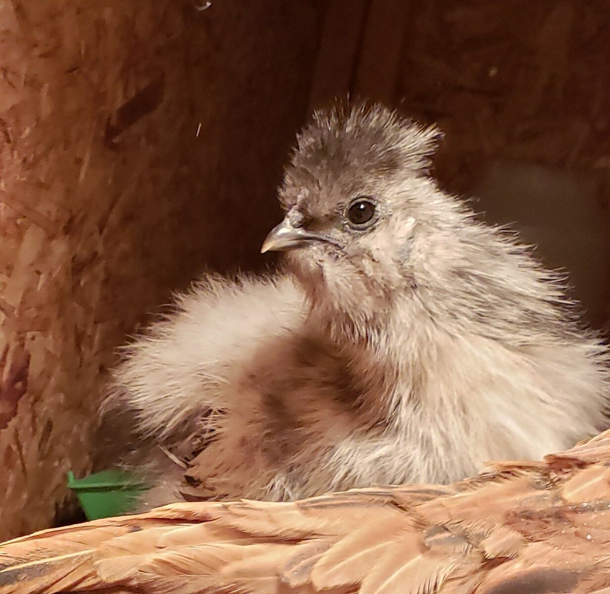 Splash silkie rooster, chicken