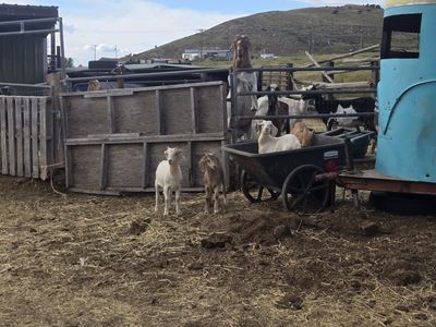 Goats