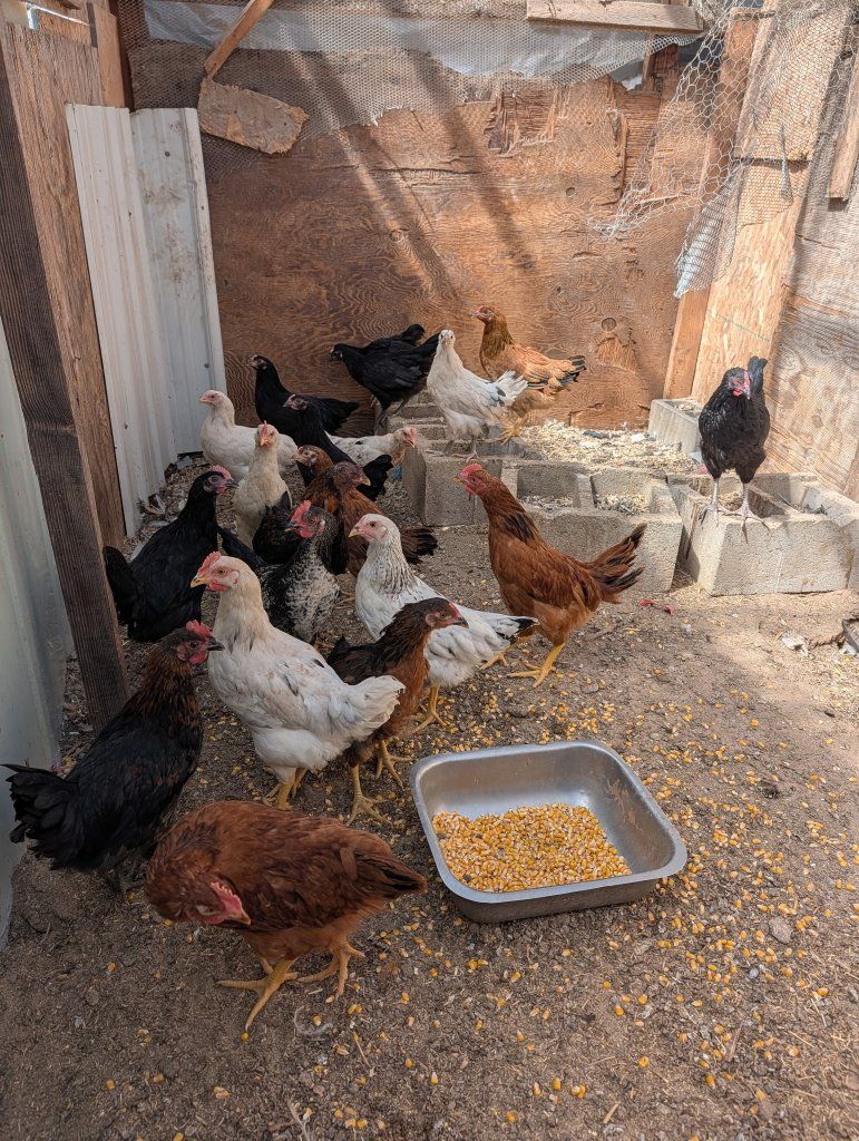 lay chickens