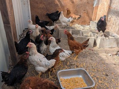 lay chickens