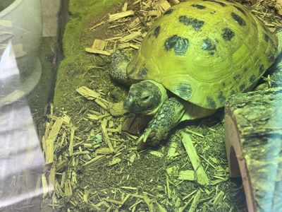 Rehoming Russian Tortoise - Healthy & Active I have owned him for a little over 1 year.