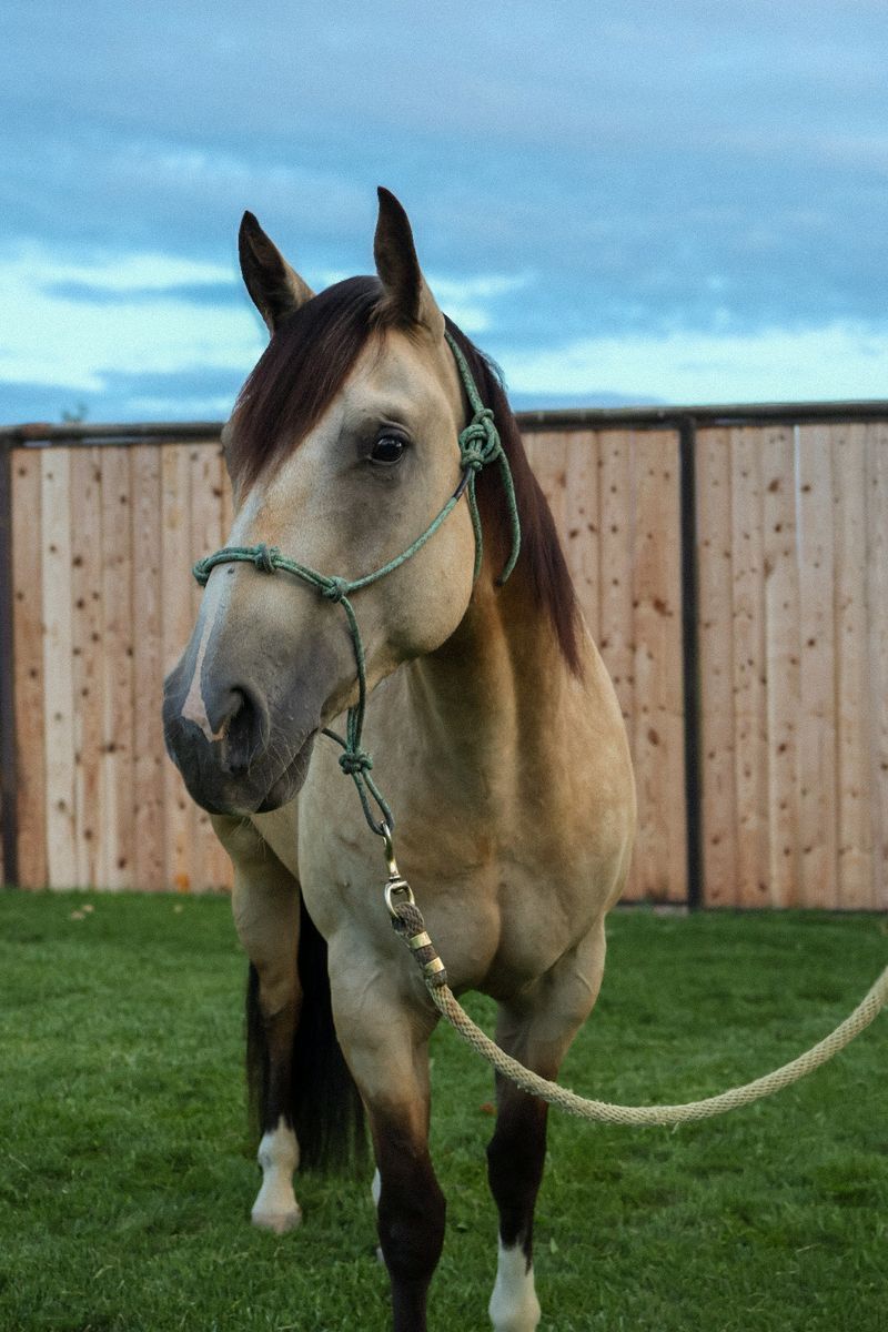 Beautiful 3 year old gelding