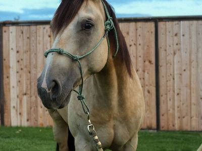 Beautiful 3 year old gelding