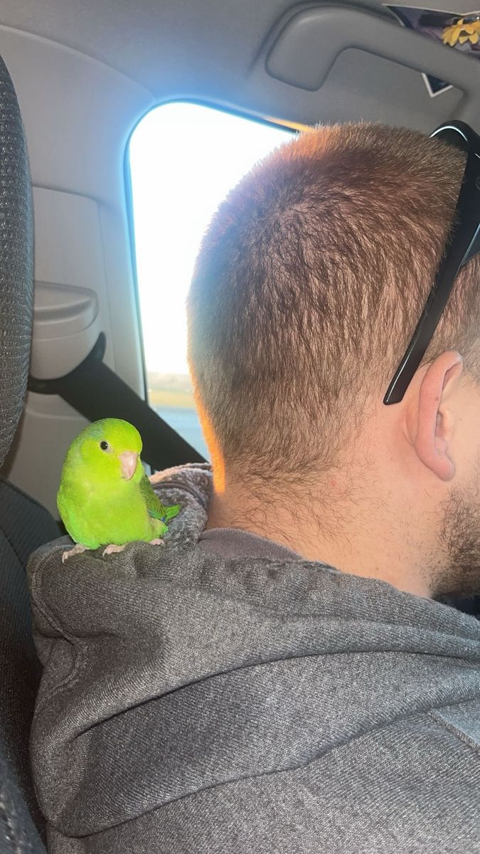 Parrotlet -