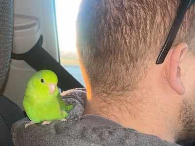 Parrotlet -