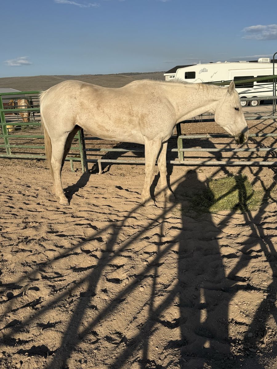Aqha registered 13 year old gray mare