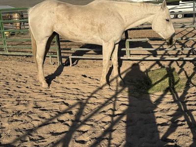 Aqha registered 13 year old gray mare
