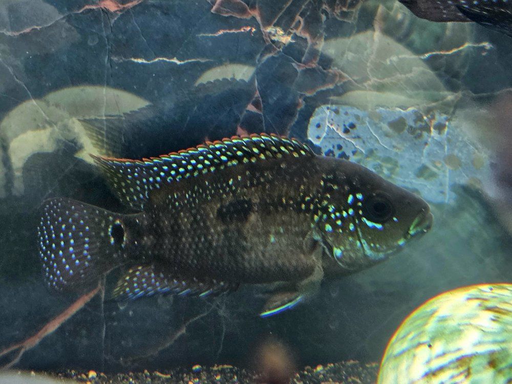 Jack Dempsey Cichlids