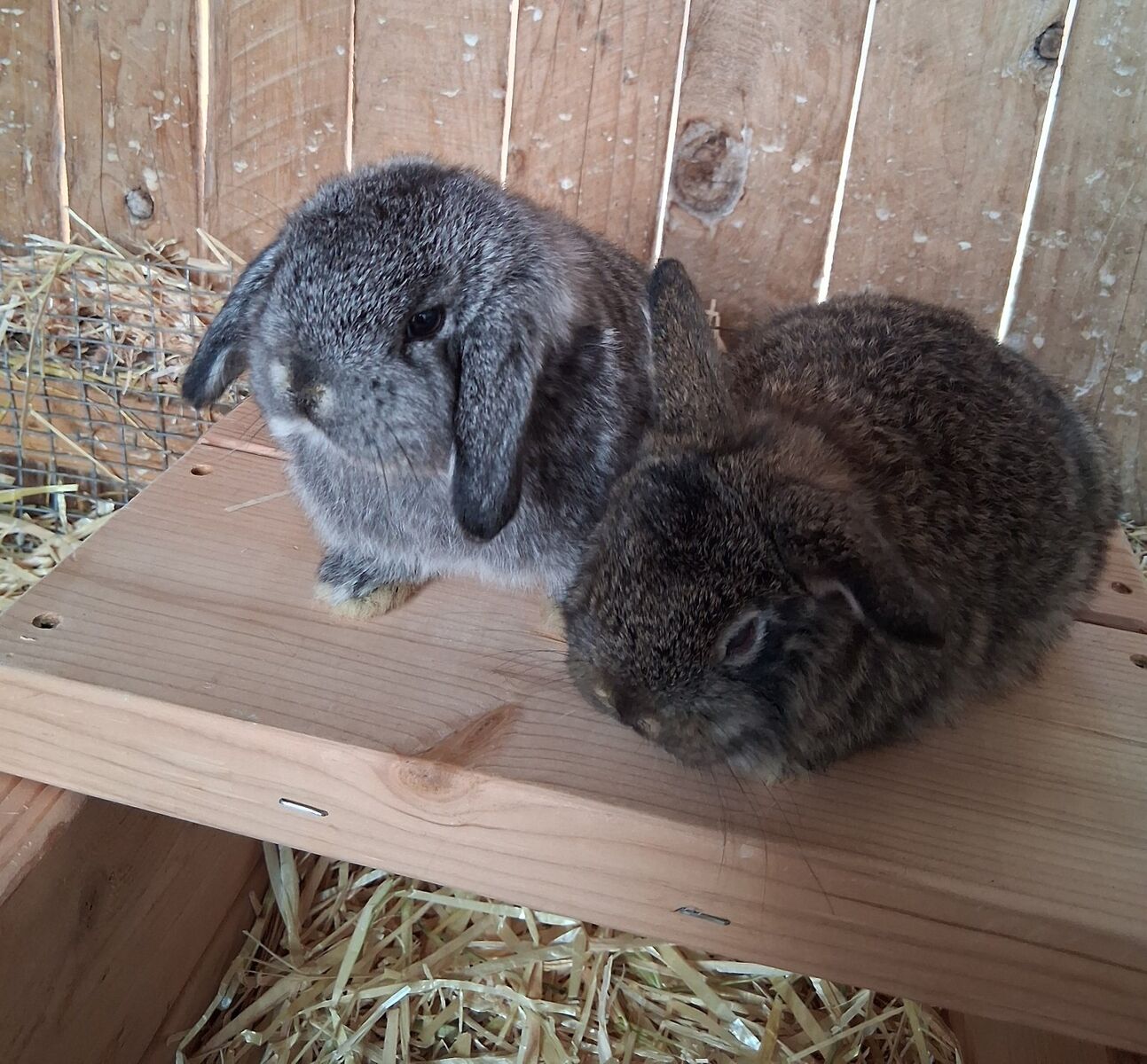 Holland Lop Bunnies