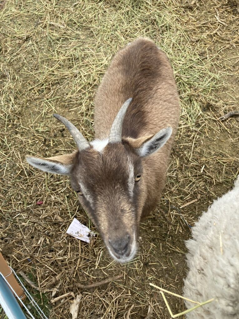 Nigerian Dwarf Doe 3 Year Old Proven Breeder