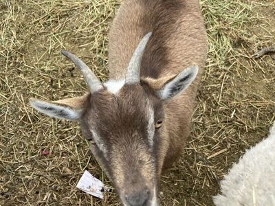 Nigerian Dwarf Doe 3 Year Old Proven Breeder