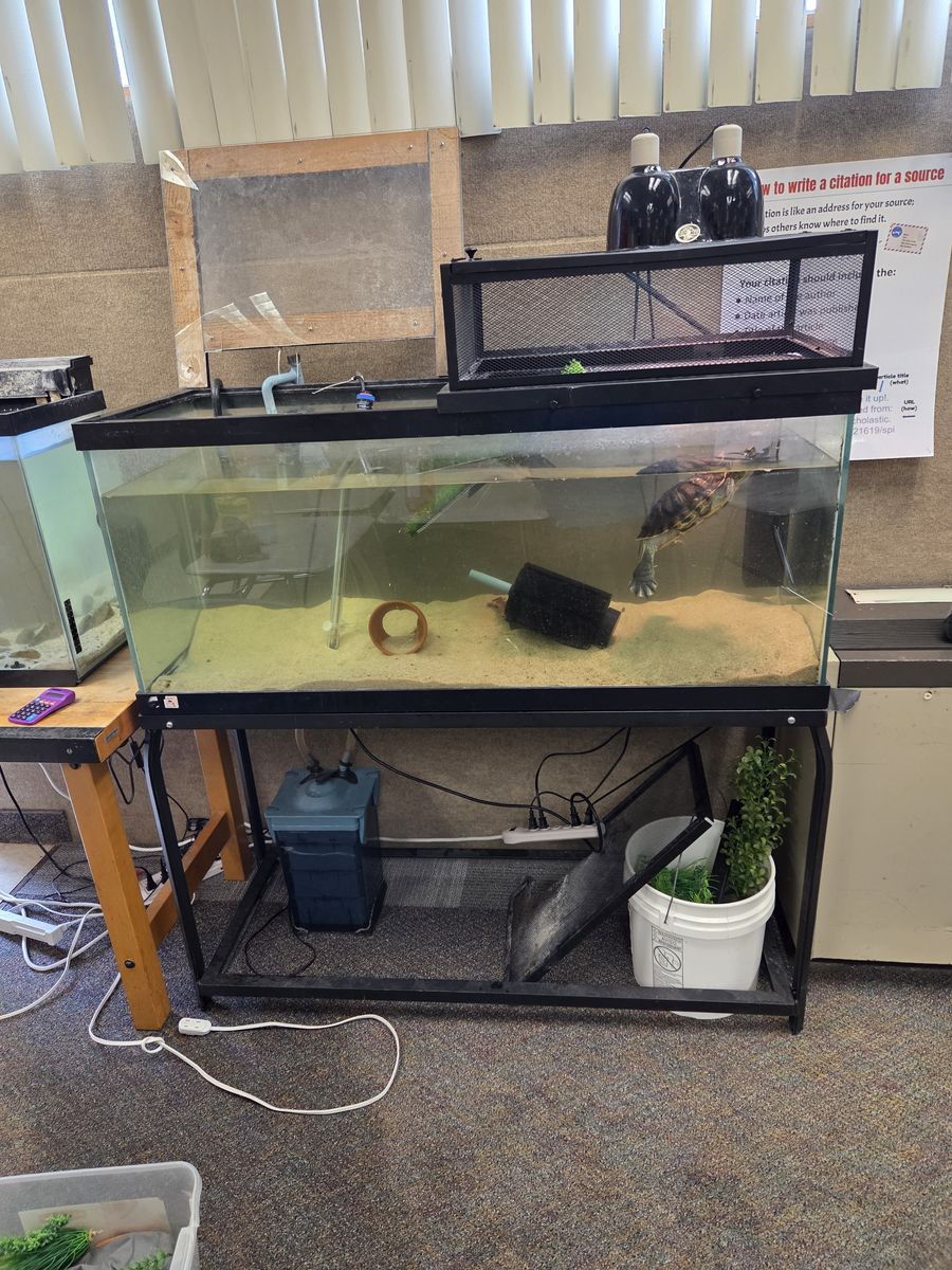 Turtle and Tank