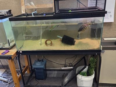 Turtle and Tank