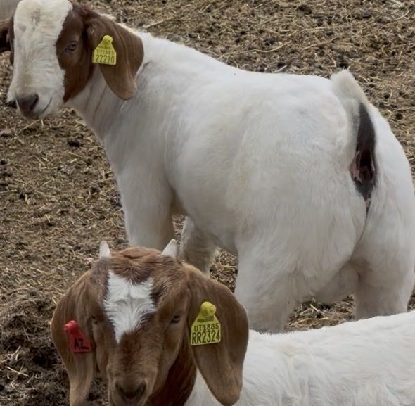 November born Wether buck kid