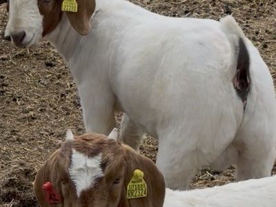 November born Wether buck kid