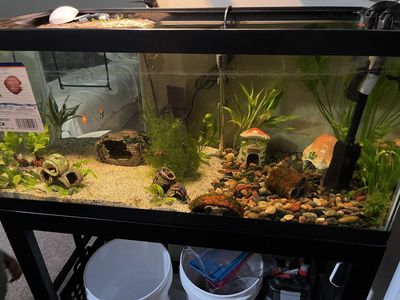 3yo Softshell Turtle