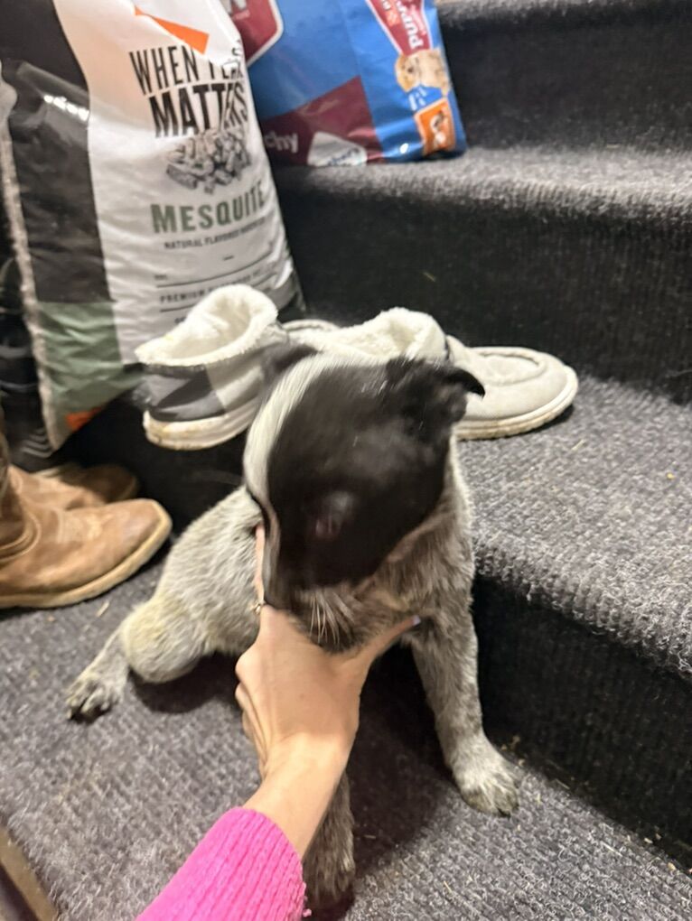 Australian cattle dog heeler puppies 12 weeks old