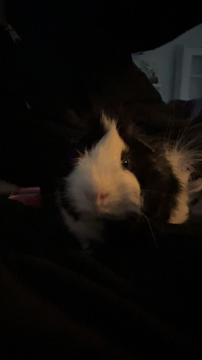 Guinea pig that looks like a skunk