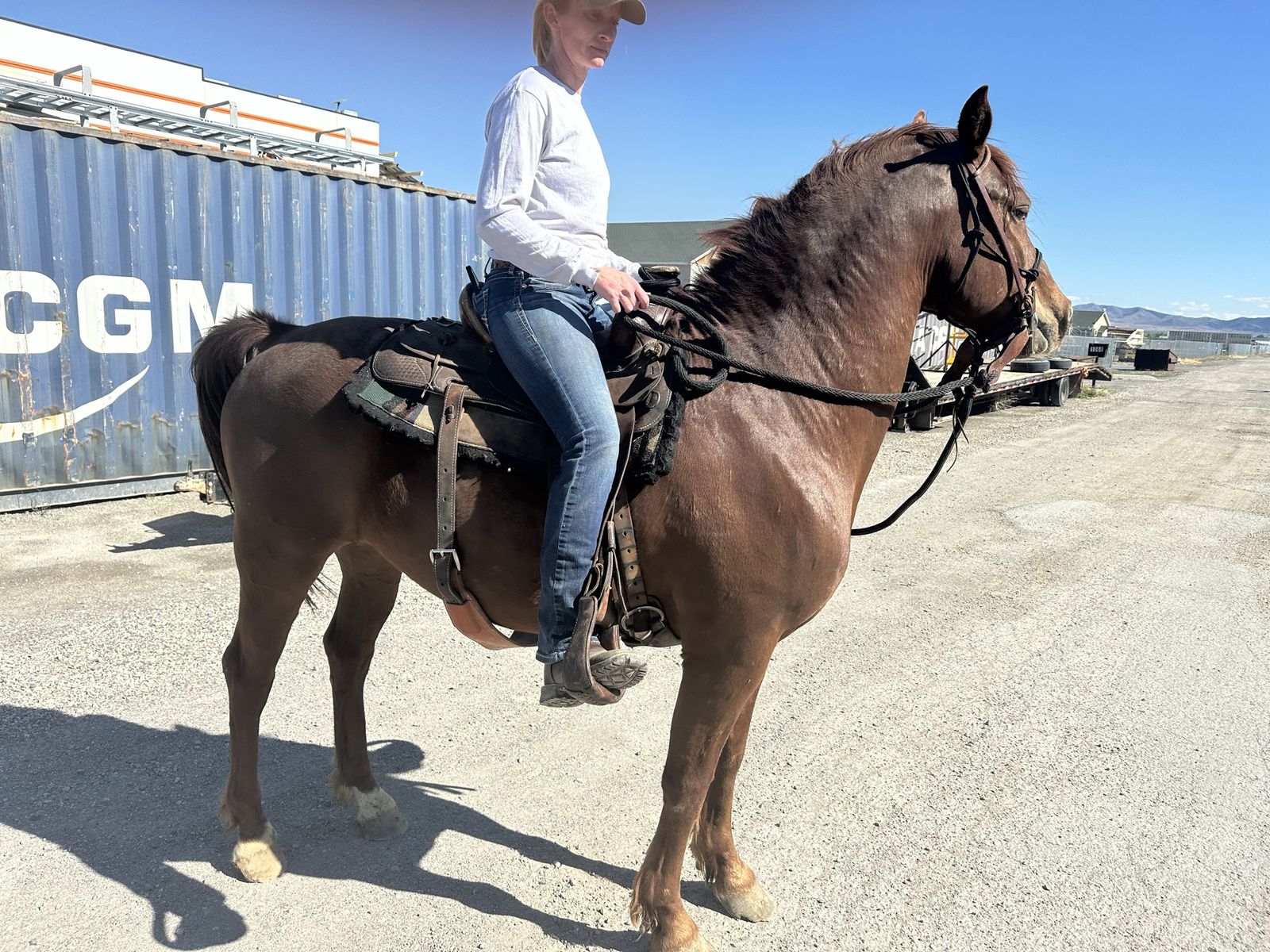 Very nice 9yr old Morgan gelding