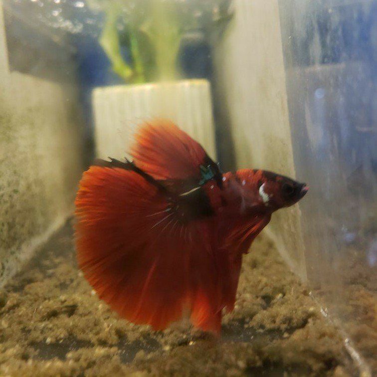 import halfmoon Betta.