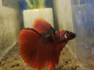 import halfmoon Betta.