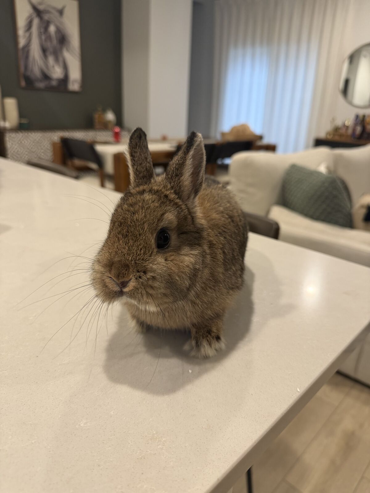 Female Netherland Dwarf Bunny - Litter Trained