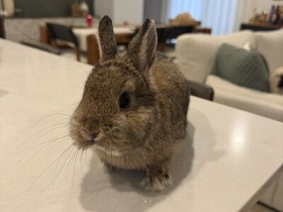 Female Netherland Dwarf Bunny - Litter Trained