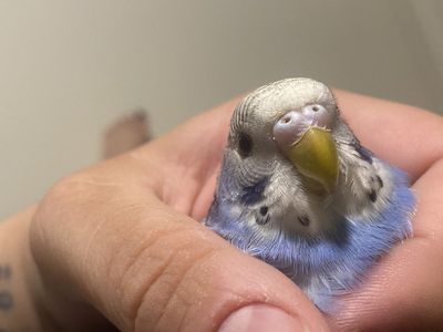 Beautiful purple parakeet