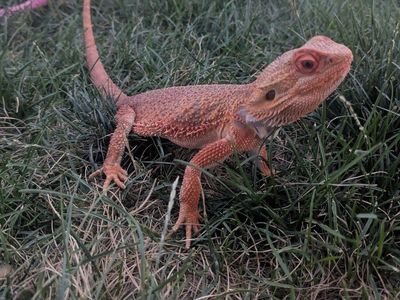 Bearded dragon with all needed supplies
