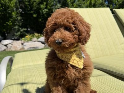 Stunning Deep Red AKC mini Poodle Boy