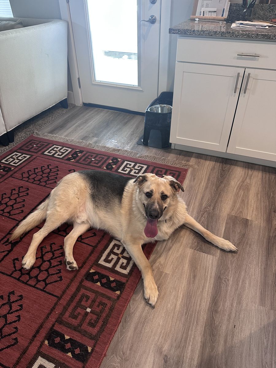 Shepherd husky in need of re-homing