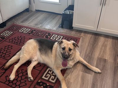 Shepherd husky in need of re-homing