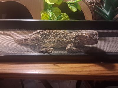 Please take and save my bearded dragon