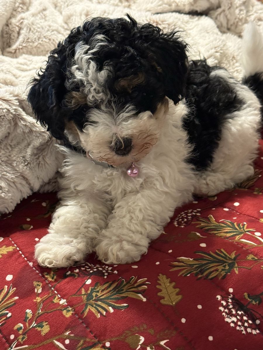 Mini Aussie/doodle