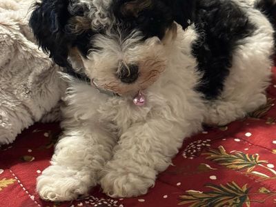 Mini Aussie/doodle