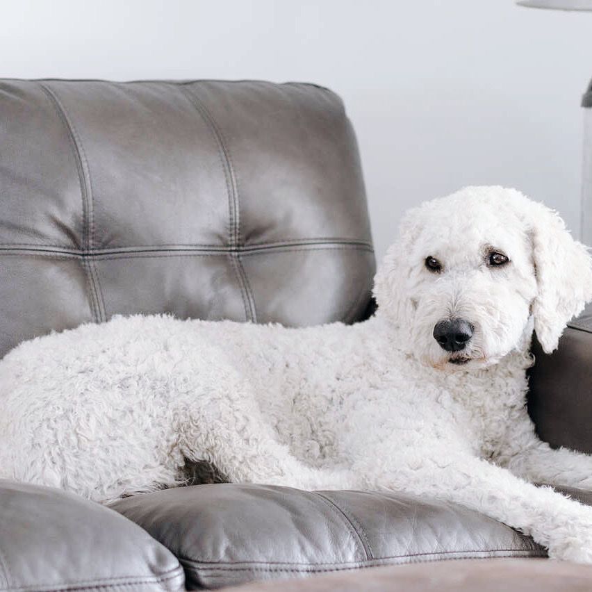 AKC Standard poodle Stud Service