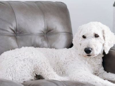 AKC Standard poodle Stud Service
