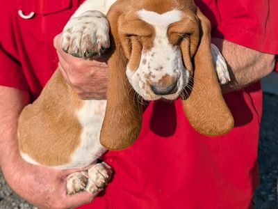 Euro Basset hound puppy