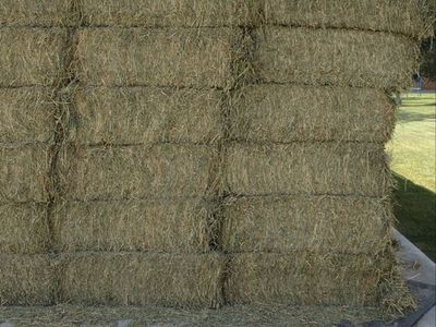 Alfalfa hay for sale